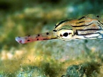 Pipefish