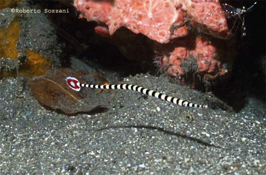 Banded Pipefish