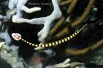 Banded Pipefish