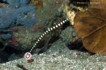 Banded Pipefish