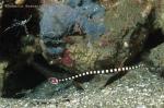 Banded Pipefish