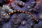 Fijian Banded Pipefish