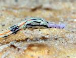 Dragonfaced Pipefish