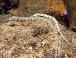 Dragonfaced Pipefish