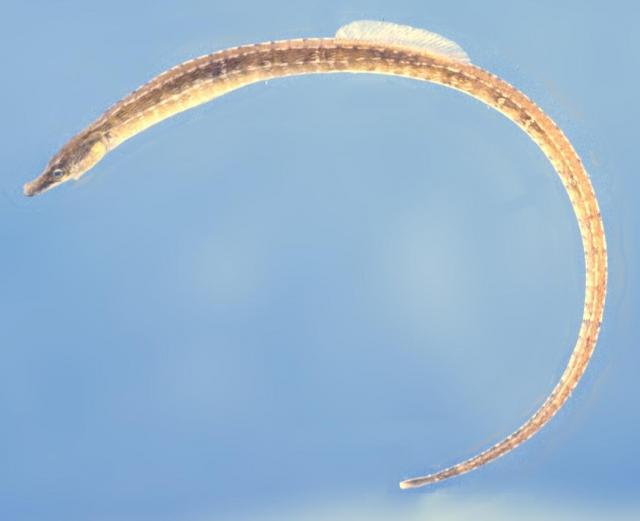 Syngnathus watermeyeri