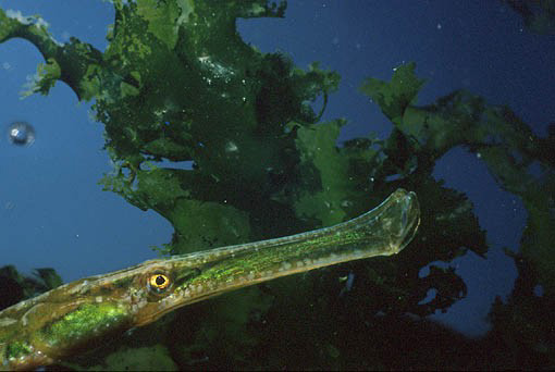 Aulostomus sp.