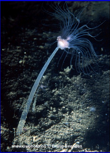 hydroid