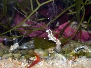 Spaghetti worm, showing its "feeders" extended