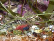 Spaghetti worm whilst feeding