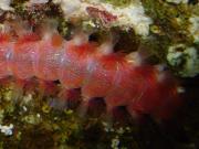 Bristleworms/Polychaetes/Fireworms