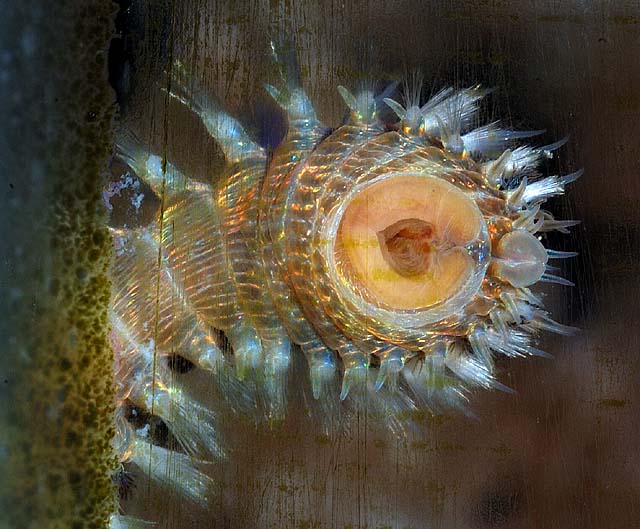 Macro-image of a bristleworms mouth