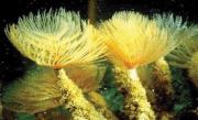 Fan Worms, Feather Dusters, Tube worms