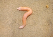 Peanut Worm