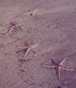 Starfish - Seastars