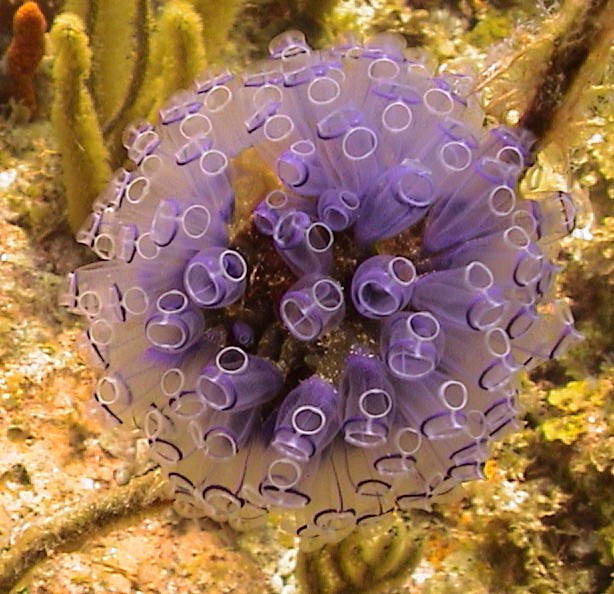 Painted Tunicate