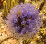 Tunicates, Sea Squirts