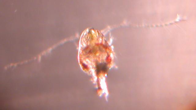 Calanoid Copepod