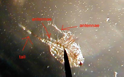 Cyclopoid Copepod