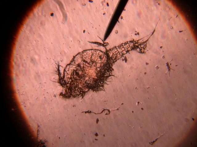 Harpacticoid copepod