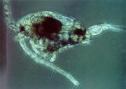 Copepod