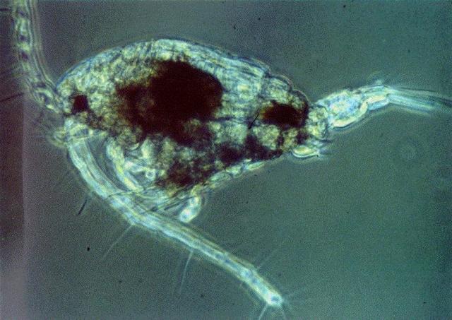 Copepod