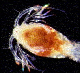 Copepod