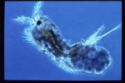 Copepod