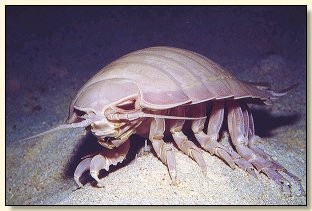 Isopod