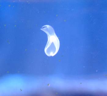 A flat worm (Amphiscolops sp.) on a tanks glass