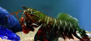 A beautiful peacock mantis shrimp (Odontodactylus scyllarus)