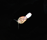 An orange species of copepod