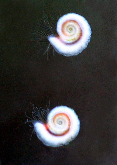 Macro-image of a Spirorbis, black background