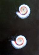 Spirorbis