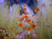 Red Planaria, commonly found among reef systems, they can easily smother sandbeds and/or corals in high numbers.