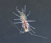 Macro image of an isopod.