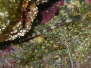 A peanut worm, Sipunculid, stretching out to forage for feed.