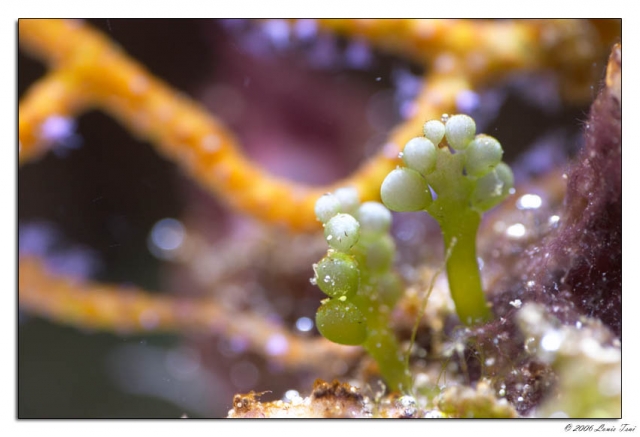 A sprig of Caulerpa racemosa.