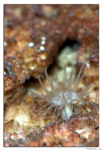 An aiptasia anemone.