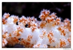 A species of Dendronephthya.  Commonly called a carnation coral.