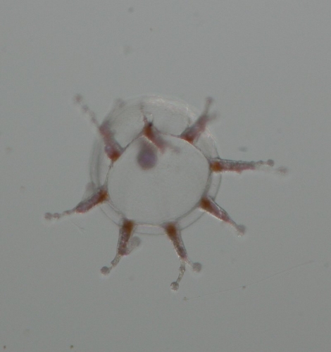 Macro-image of a hydroid.