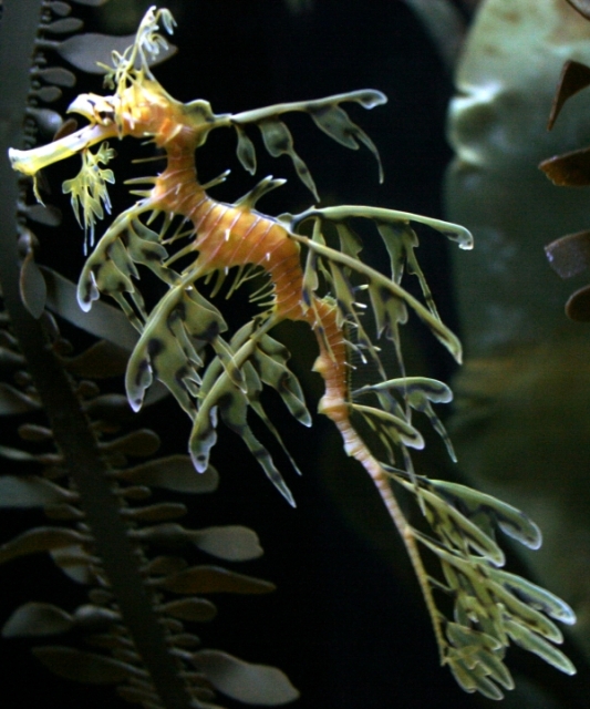 Fully body shot of a leafy seadragon.