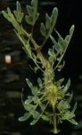 Top down image of a leafy seadragon.