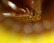 A serious macro image of a bristleworm.