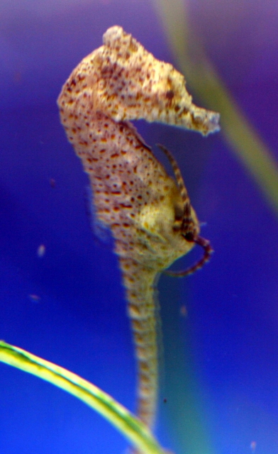 A male dwarf seahorse giving birth to his brood.