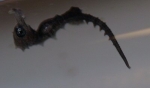 Image of a H. zosterae fry.