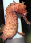 A female H. barbouri hitched on the aquariums equipment.