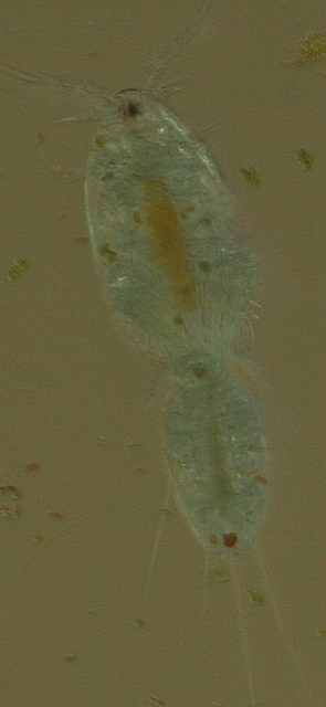 Macro image of mating copepods.