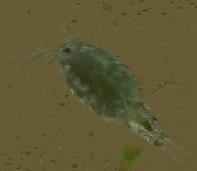 Macro image of a copepod.