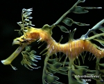 Image showing the detail of a leafy seadragons upper trunk.