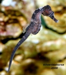 A beautiful female specimen swimming in the water column.